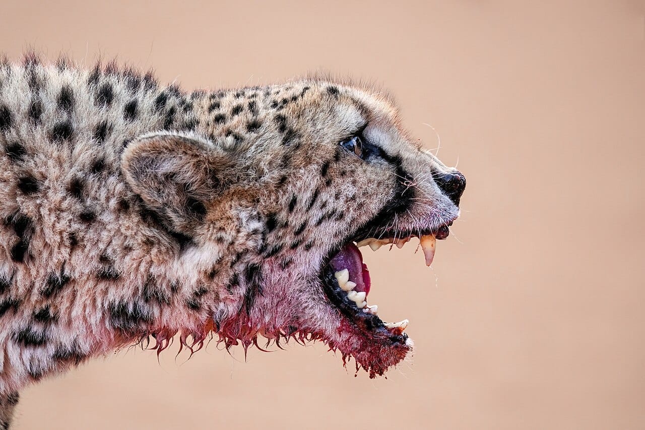 Animales y Naturaleza Urbana
