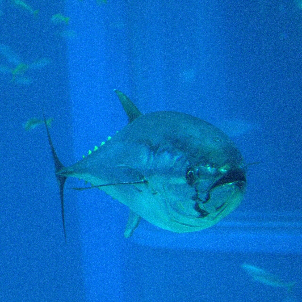 Acuario Kaiyukan de Osaka: Entrada