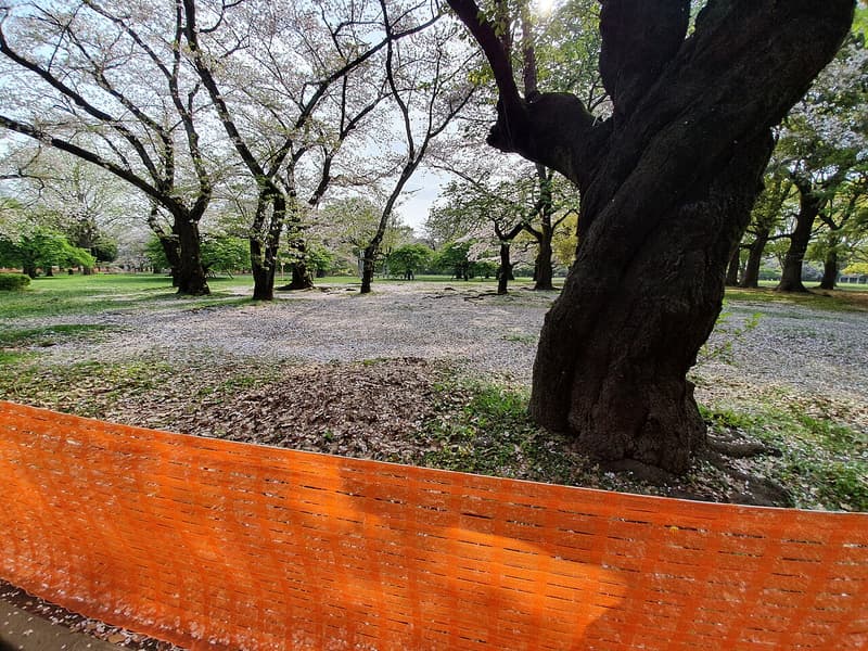 Primavera en Japón: Guía Completa